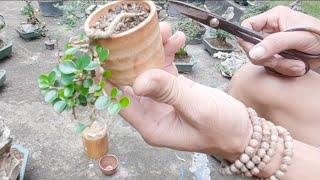 NHỮNG CÂY MINI CỦA BONSAI BỎ TÚI.