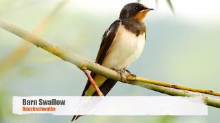 Beautiful Barn Swallow (Hirundo rustica) / Rauchschwalbe