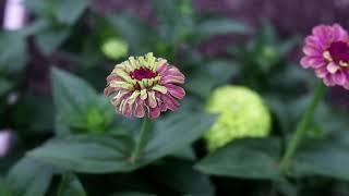 Zinnia Queen Red Lime - Show case