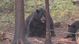 AS BIG AS THEY GET! SASKATCHEWAN BLACK BEAR HUNT OF A LIFETIME!