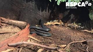 Black tiger snake on Kangaroo Island