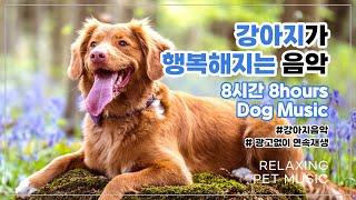 8시간 광고없이 연속재생 혼자있는 강아지를 위한 스트레스해소 기분전환 음악 Stress Relief Relaxing Music for Dog