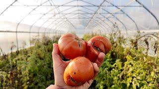 The High Tunnels Are Still Producing!