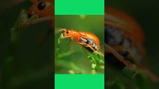 The Fascinating World of Insect Coloration: Attraction, Warning, and Intricacy | SGK English