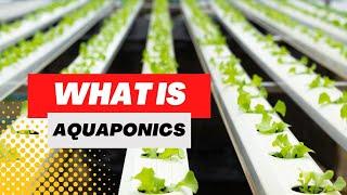 WHAT IS AQUAPONICS - A Beginner's Introduction to Aquaponics