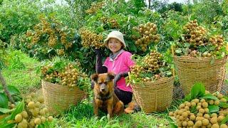 Harvesting Longan Goes To Market Sell - Nurturing Gourd Seeds, Cooking, Farm | Tieu Lien