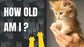 Unraveling the Mystery: How to Calculate the Age of Cats - Cat's Knowhow