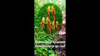 Лорикария красная / Rineloricaria sp. red