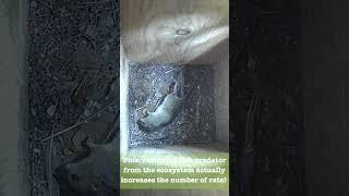 Screech Owl and Rat: Owl PSA