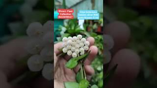 Hoya krohniana Eskimo silver with buds/flowers ₹749 Shree's Plant CollectionWhatsApp: 8653098047