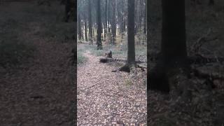дикие и опасные