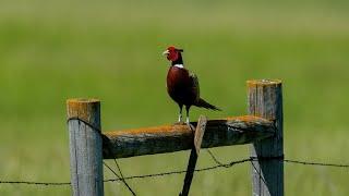 Pheasant Hunting Season Preview 2024 - NDGF - 09-19-2024