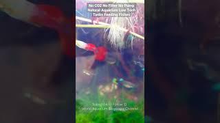 No CO2 No Filter Natural Aquarium Low Tech Tank Feeding Fishes