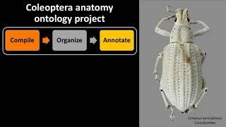 The Coleoptera anatomy ontology project. Annual meeting of the Coleopterists Society.