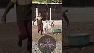 JAVED BHAI 7000742899 #allindiagoatfarm