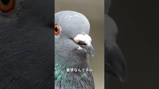 「世界のトリビア探検隊」世界の奇妙な法律４選  #奇妙な法律 #世界のトリビア #文化 #life #不思議