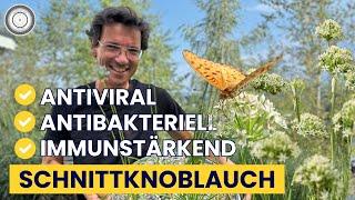 Knoblauch ohne Mundgeruch? - Heilpflanze & Küchenkraut, Allium tuberosum – Schnittknoblauch