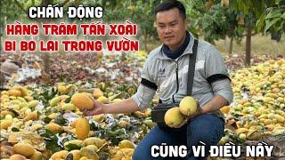 Khủng Khiếp Hàng Trăm Tấn Xoài Bị Bỏ Lại Trong Vườn Cũng Vì Điều Nầy