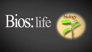 So What is BioLogos?