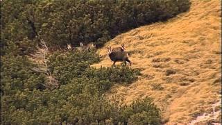 Steiermark - Traditionelles Land der Jagd