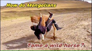 Thrilling Wild Horse Training: Inner Mongolian Young Equestrian