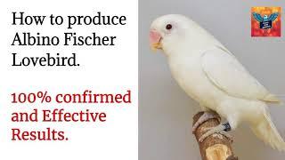 How to produce Albino Fischer Lovebird | एलबिनो फिशर लवबर्ड कैसे बनाएं | 100% EFFECTIVE |