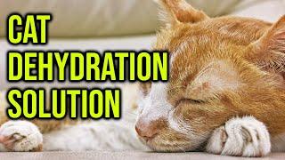 How To Avoid/Solve Cat Dehydration Problem/ All cats