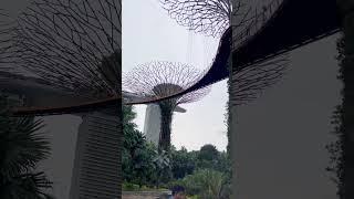 Singapore magical trees