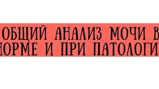 Общий анализ мочи в норме и при патологии - meduniver.com