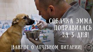 АППЕТИТ собачки Эммы ВЕРНУЛСЯ! О лечебном питании при расстройстве пищеварения