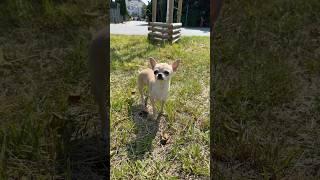 I’m so cute #puppy #pets #cute #funny #rescuedog #dogs #dog #chihuahua #chihuahuafanclub #funnydog