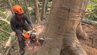 Dangerous  !! Cutting tall Albasia Trees   stihl ms 261