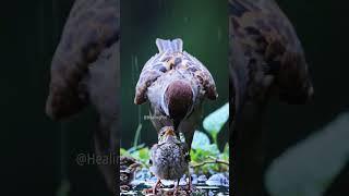 Glistening Green Bird trú ẩn hai chú gà con lông xù từ mưa  | #Nature #WildLife