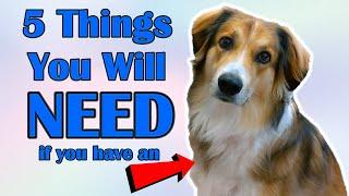 If you have an English Shepherd you NEED these 5 Things!