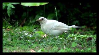 ZORZAL BLANCO * LEUCISMO Y ALBINISMO en las AVES