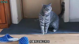 【笑亿天】这猫不抓老鼠，天天想打篮球