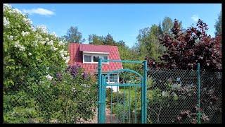 Gardening association Nevskoe Walking tour among old houses full of flowers