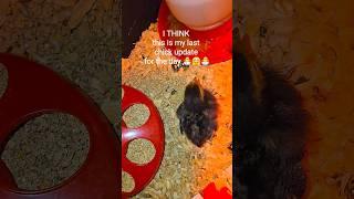 Finally completed the quest for #homestead #chicken #eggs 