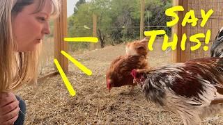 This MAGIC word makes your chickens INSTANTLY happy!