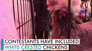 Yes, Portland has a chicken beauty contest