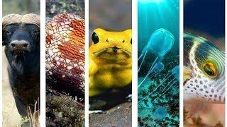 Top 10 Most Dangerous Animals in the World
