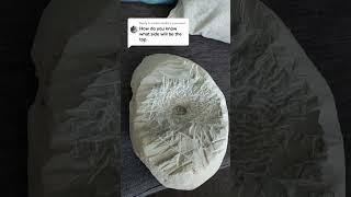 What side of the fossil is the top #fossil #science #geology #paleontology