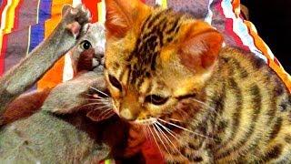 Bengal Kitten and Russian Blue Cat- WHO WILL WIN?!?!?!?! A must see!