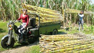 Use 3-wheeled Vehicle Harvesting Many Sugarcane Goes To Sell To Villagers - Animals Care