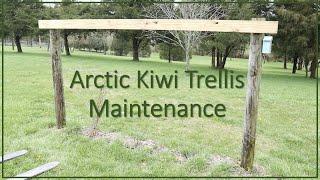 TNT #227:  Arctic Kiwi Trellis Maintenance - Zone 6B