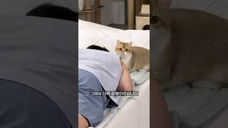 고양이 앞에서 죽은 척을 했을 때 반응 #냥춘기 #cat #고양이일상 #집사 #catshorts