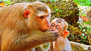 T/earful Moment Of Most Stubborn Baby Monkey Luno C/rying To Request Milk Rainbow Help To Comforts