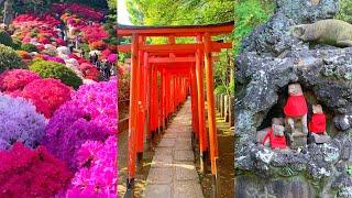 Tokyo’s Most Underrated Shrine | Nezu Shrine and Azalea Festival | Adventures of Sharon