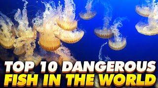 TOP 10 MOST DANGEROUS FISH IN THE WORLD 2021