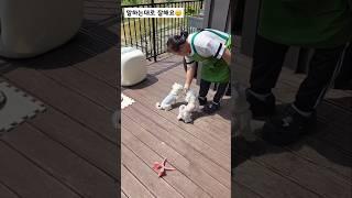 도로에 버려졌던 강아지들은 변화되고 있어요 #shorts #dog #puppy #maltese #말티즈